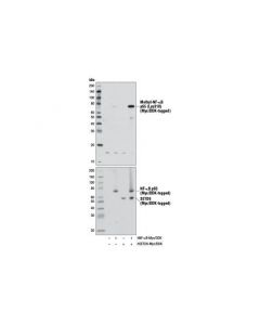 Cell Signaling Methyl-Nf-Kappab P65 (Lys310) Antibody