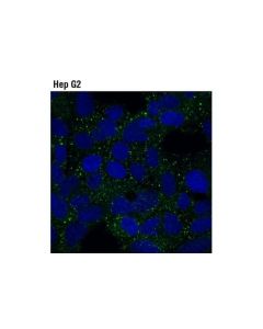 Cell Signaling Dcp1b (D2p9w) Rabbit mAb