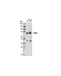 Cell Signaling Limd1 Antibody