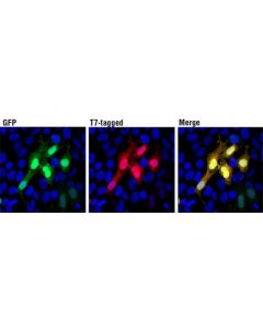 Cell Signaling T7-Tag (D9e1x) Xp Rabbit mAb