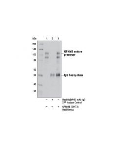 Cell Signaling Gpnmb (E1y7j) Rabbit mAb