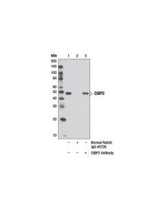 Cell Signaling Ctbp2 Antibody