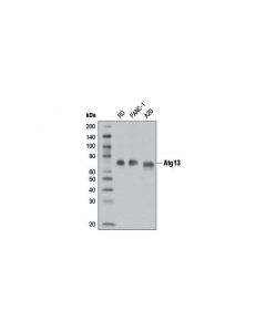 Cell Signaling Atg13 (D4p1k) Rabbit mAb