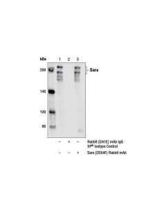 Cell Signaling Sara (D5x4f) Rabbit mAb
