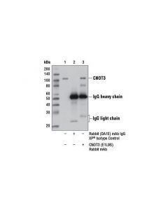 Cell Signaling Cnot3 (E1l9s) Rabbit mAb