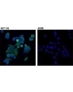 Cell Signaling Sav1 (D6m6x) Rabbit mAb