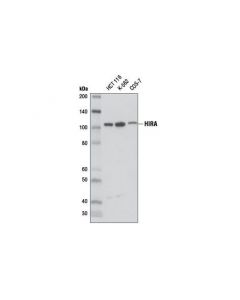 Cell Signaling Hira (D2a5e) Rabbit mAb