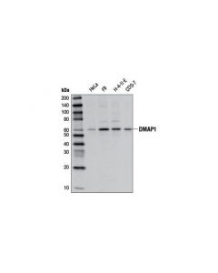 Cell Signaling Dmap1 Antibody
