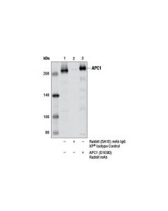 Cell Signaling Apc1 (D1e9d) Rabbit mAb