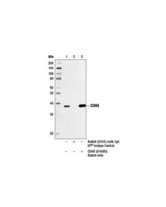 Cell Signaling Cdk6 (D4s8s) Rabbit mAb