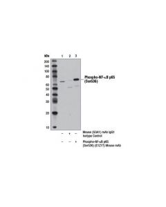 Cell Signaling Phospho-Nf-Kappab P65 (Ser536) (E1z1t) Mouse mAb