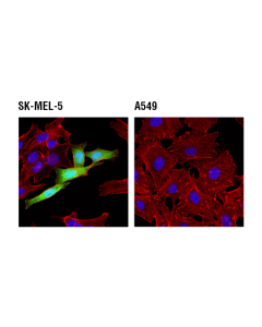 Cell Signaling Fabp7 (D8n3n) Rabbit mAb