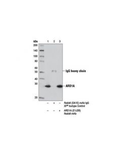 Cell Signaling Ard1a (E1j2b) Rabbit mAb