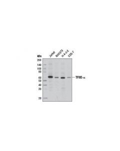 Cell Signaling Tfiie-Alpha Antibody