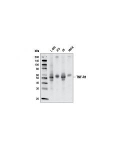 Cell Signaling Tnf-R1 (D3i7k) Rabbit mAb (Rodent Specific)
