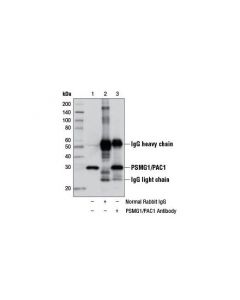 Cell Signaling Psmg1/Pac1 Antibody