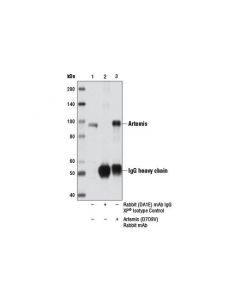 Cell Signaling Artemis (D7o8v) Rabbit mAb