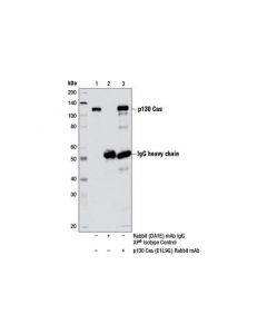 Cell Signaling P130 Cas (E1l9g) Rabbit mAb