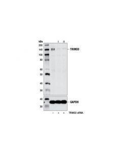 Cell Signaling Trim33 (E1n2z) Rabbit mAb