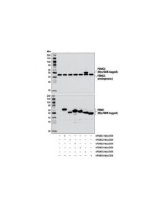Cell Signaling Psmc5/Trip1 Antibody