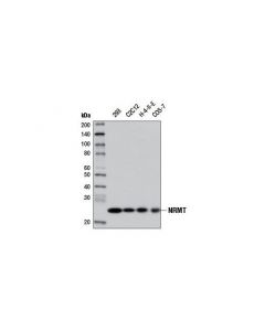 Cell Signaling Nrmt (D9d6p) Rabbit mAb