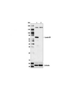 Cell Signaling Lamin B1 (D9v6h) Rabbit mAb
