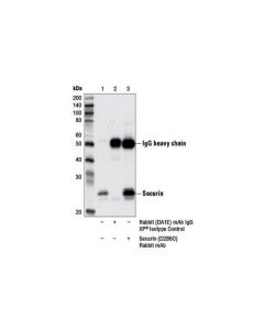 Cell Signaling Securin (D2b6o) Rabbit mAb