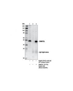 Cell Signaling Dnmt3l (E1y7q) Rabbit mAb (Mouse Specific)