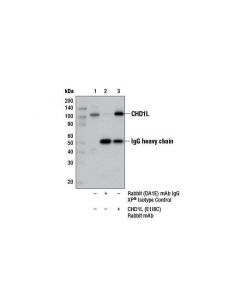 Cell Signaling Chd1l (E1i8c) Rabbit mAb