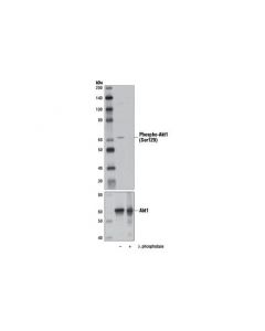 Cell Signaling Phospho-Akt1 (Ser129) (D4p7f) Rabbit mAb