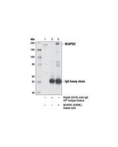 Cell Signaling Ncapd3 (D3h6l) Rabbit mAb
