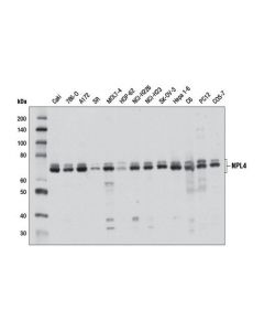 Cell Signaling Npl4 Antibody