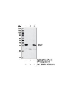 Cell Signaling Pact (D9n6j) Rabbit mAb