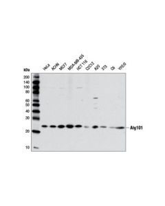 Cell Signaling Atg101 (E1z4w) Rabbit mAb