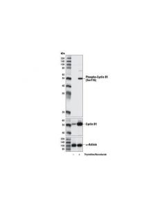 Cell Signaling Phospho-Cyclin B1 (Ser116) Antibody