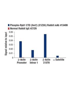 Cell Signaling Phospho-Rpb1 Ctd (Ser2) (E1z3g) Rabbit mAb