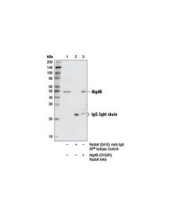 Cell Signaling Atg4b (D1g2r) Rabbit mAb