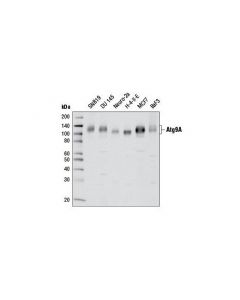 Cell Signaling Atg9a (D4o9d) Rabbit mAb