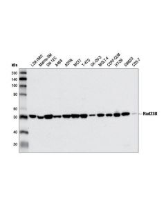 Cell Signaling Rad23b (D4w7f) Rabbit mAb