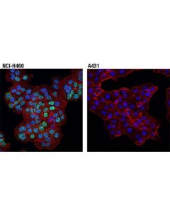 Cell Signaling Dax1 (D2f1) Rabbit mAb