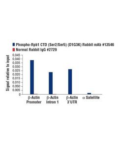 Cell Signaling Phospho-Rpb1 Ctd (Ser2/Ser5) (D1g3k) Rabbit mAb