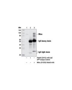 Cell Signaling Mios (D12c6) Rabbit mAb