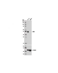 Cell Signaling Ddc (D6n8n) Rabbit mAb