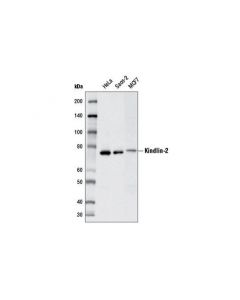 Cell Signaling Kindlin-2 Antibody
