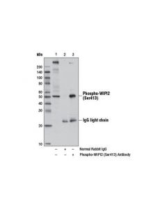 Cell Signaling Phospho-Wipi2 (Ser413) Antibody
