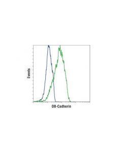 Cell Signaling Ob-Cadherin (16g5) Mouse mAb