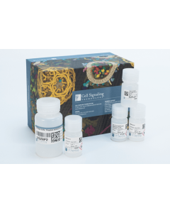 Cell Signaling Intracellular Flow Cytometry Kit (Methanol)