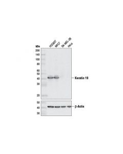 Cell Signaling Keratin 19 (D7f7w) Rabbit mAb (Bsa And Azide Free)