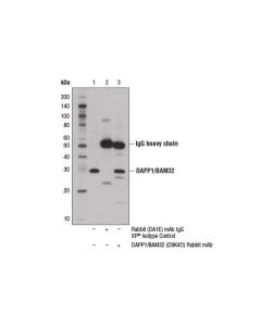 Cell Signaling Dapp1/Bam32 (D9k4o) Rabbit mAb
