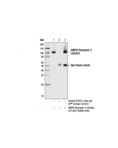 Cell Signaling Ampa Receptor 2 (Glua2) (E1l8u) Rabbit mAb